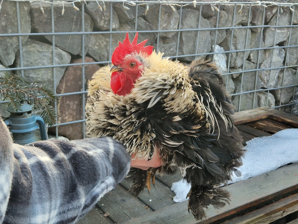 2x Zwerg Cochin Hahn zu verschenken