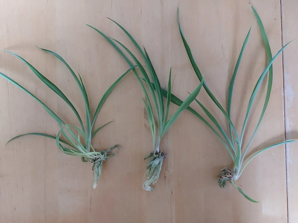 Grünlilie-Ableger (pflegeleicht, luftreinigend) zu verschenken 
