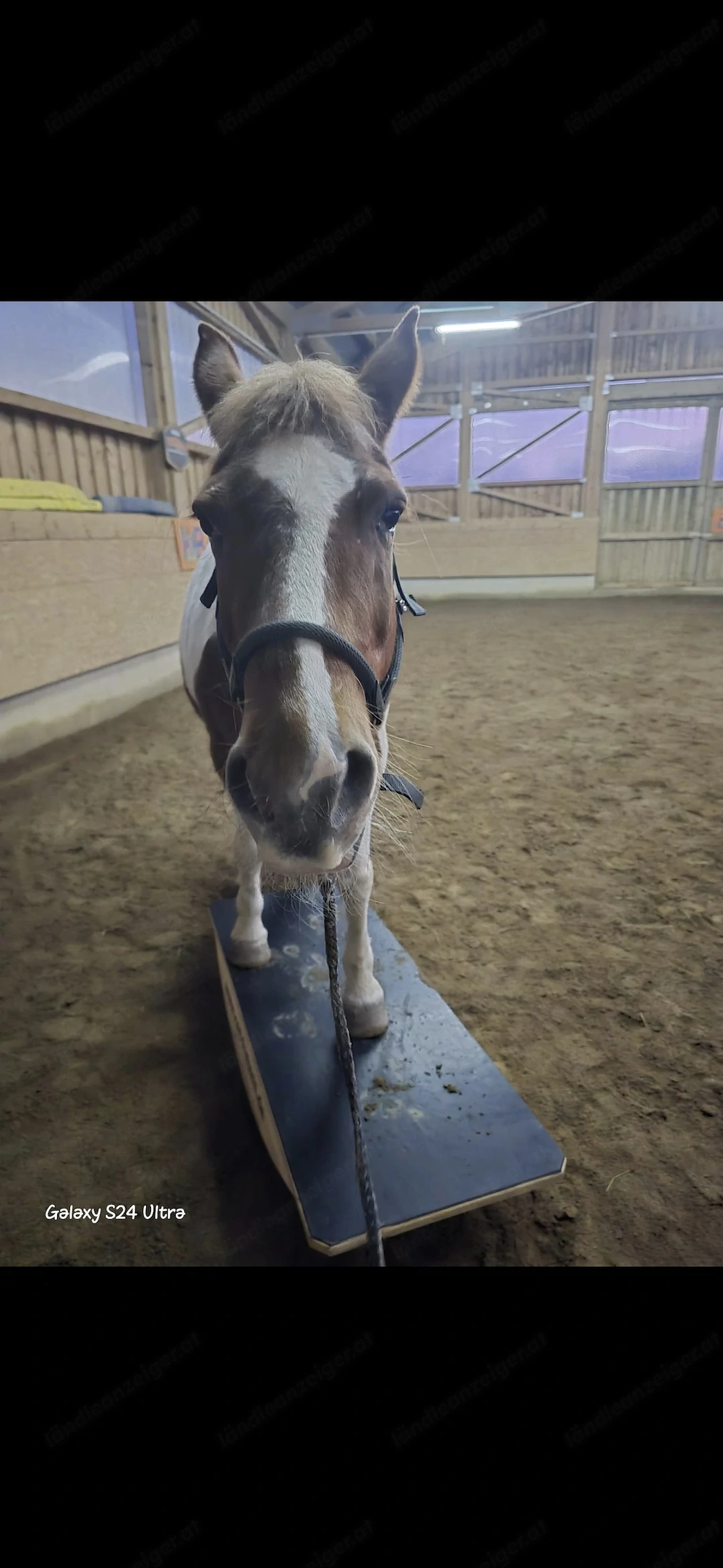 Einstellplatz für Pferd Pony