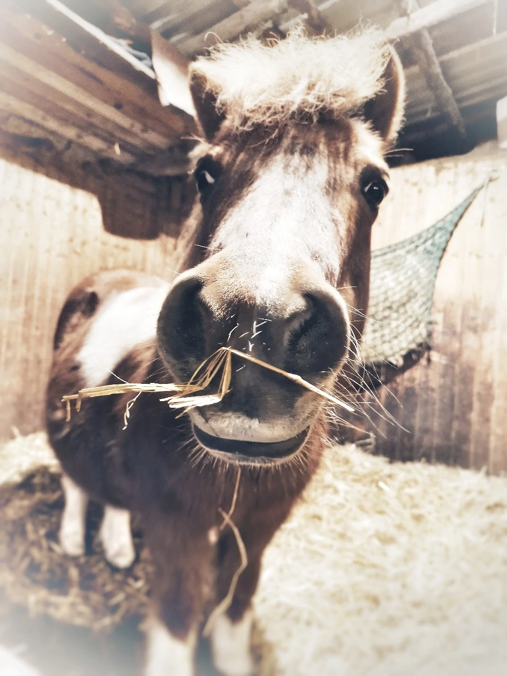 Reitbeteiligung zu vergeben.