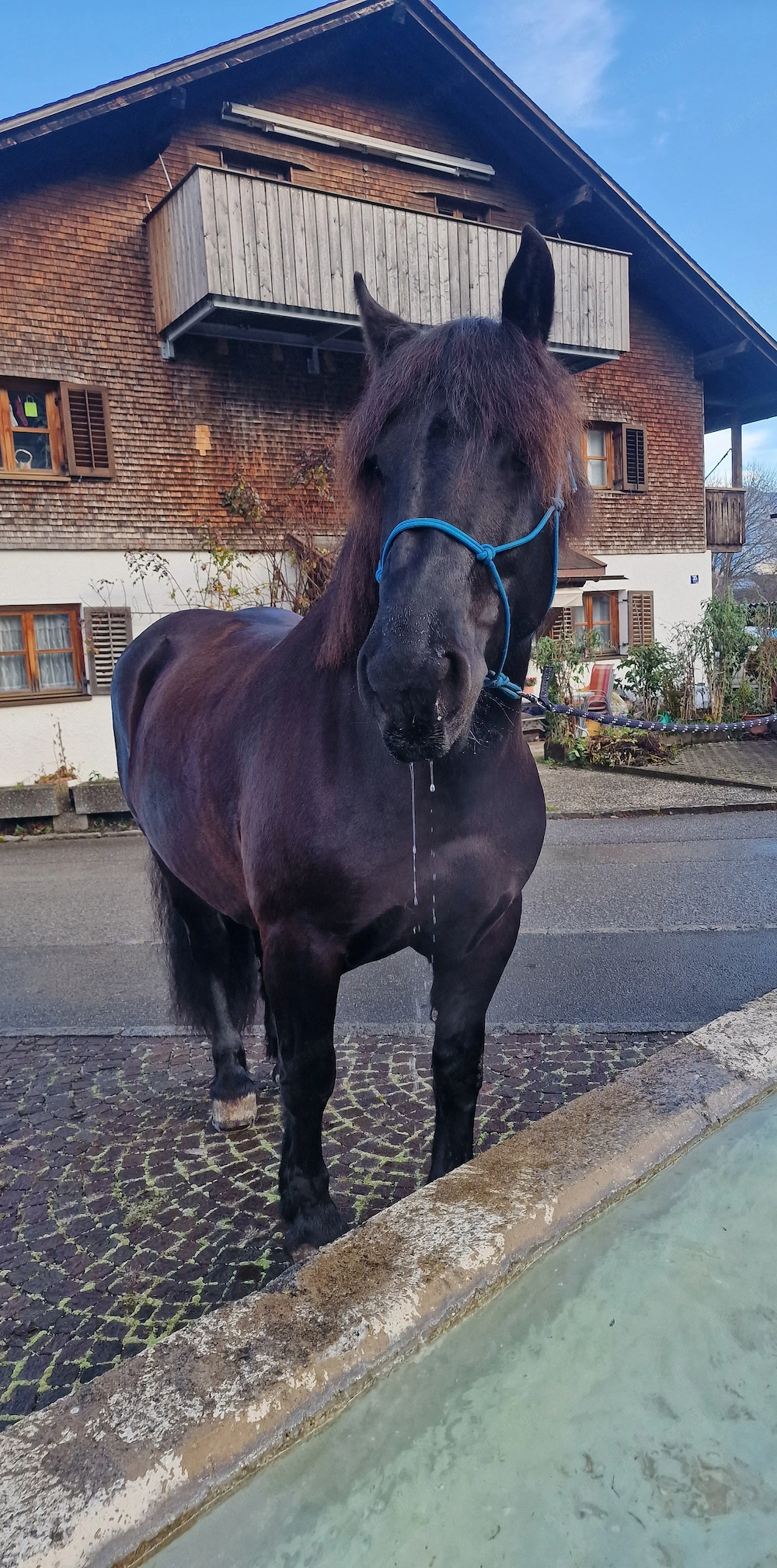 Reitbeteiligung zu vergeben 