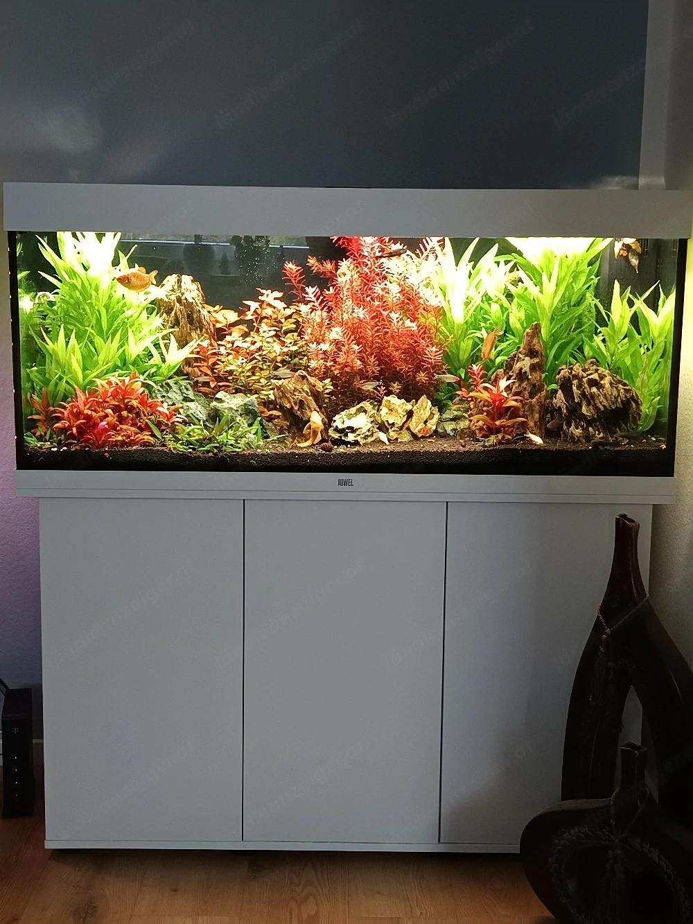 Aquarium 240 