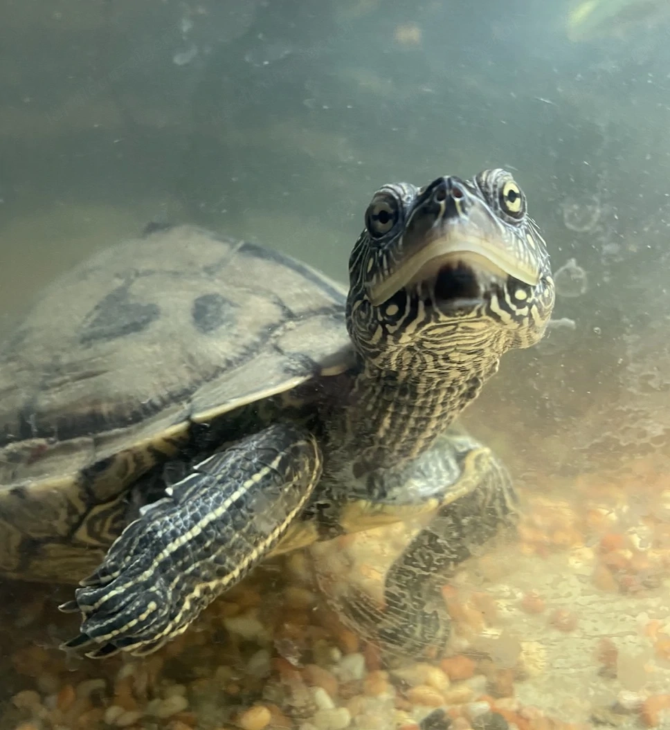 Wasserschildkröte zu verschenken 