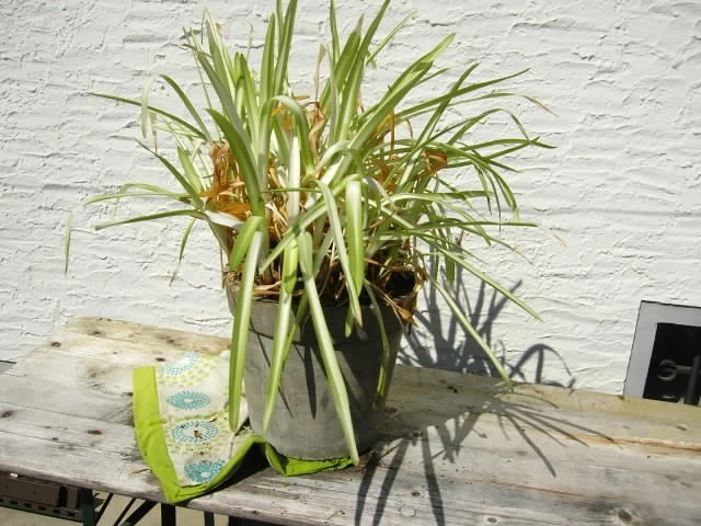 Blumentopf mit Planze, groß ca 35 cm Top hoch zu verschenken