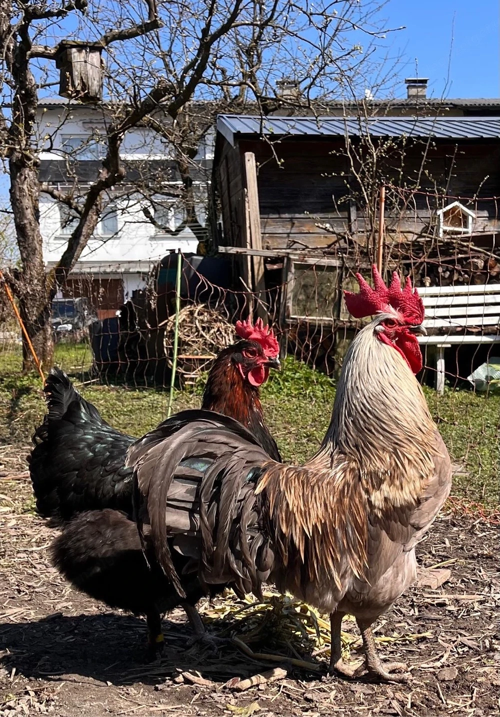 Prächtiger Italiener-Hahn gratis abzugeben