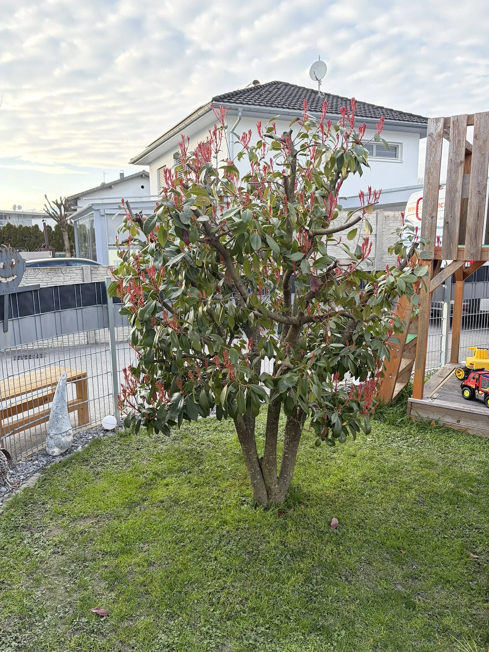 Verkaufe Baum Strauch Glanzmispel "Red Robin"