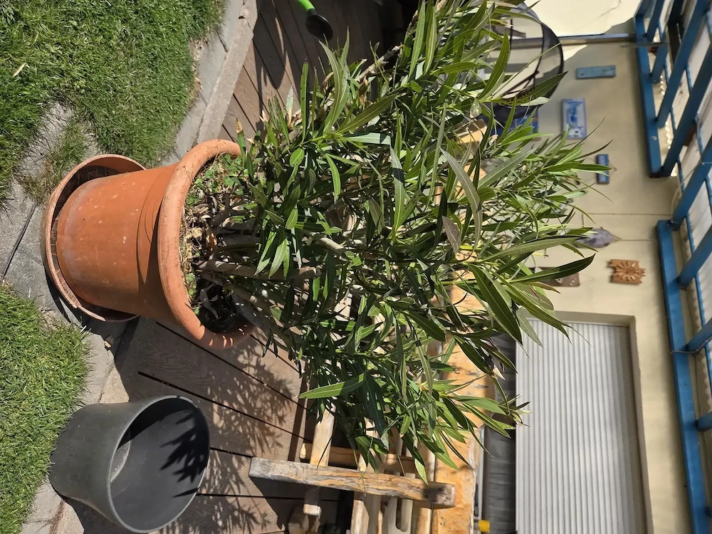 Oleander - 110 cm hoch mit rosa Blüten 