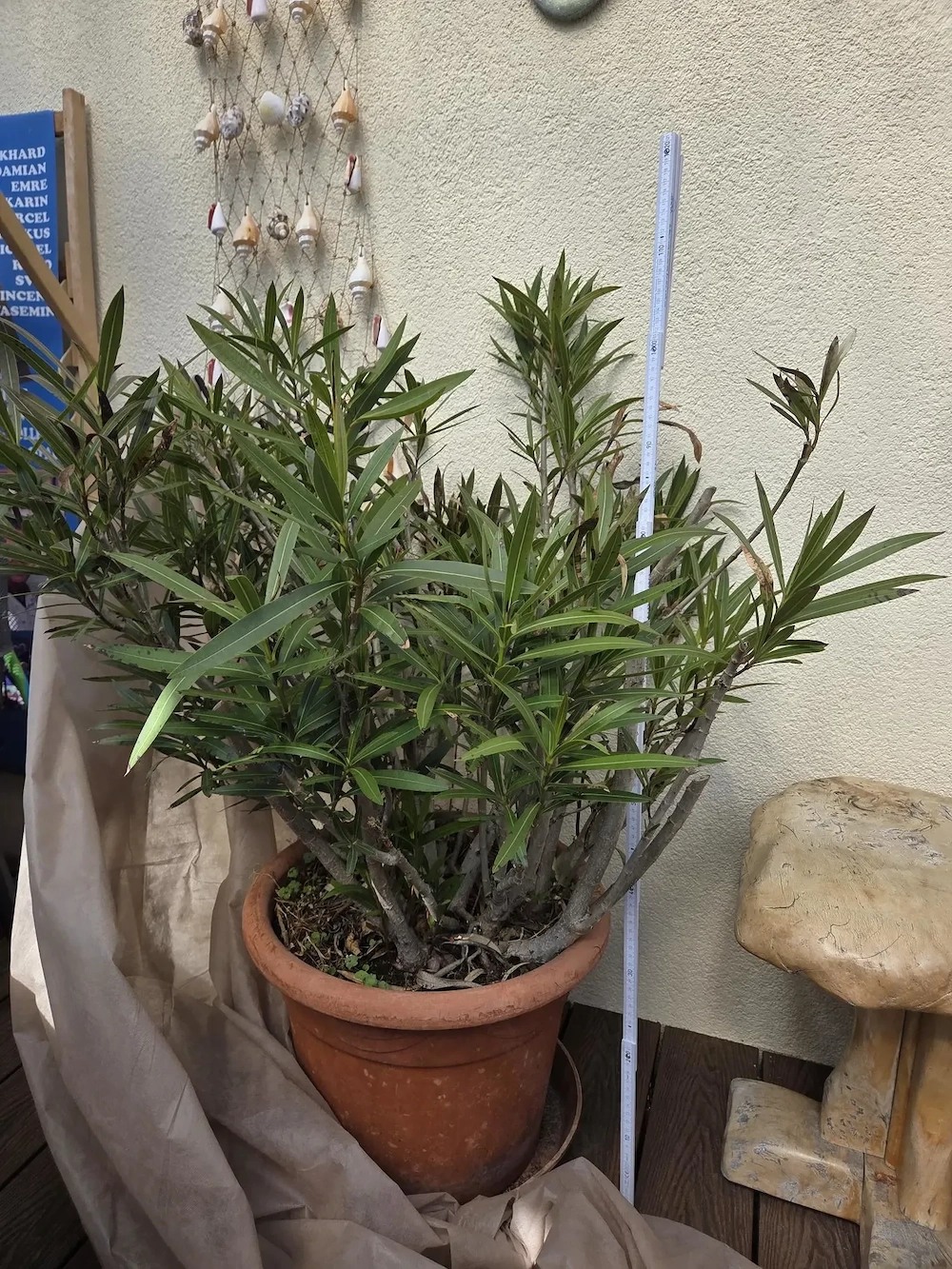 Oleander, 110 cm hoch, mit rosa Blüten 