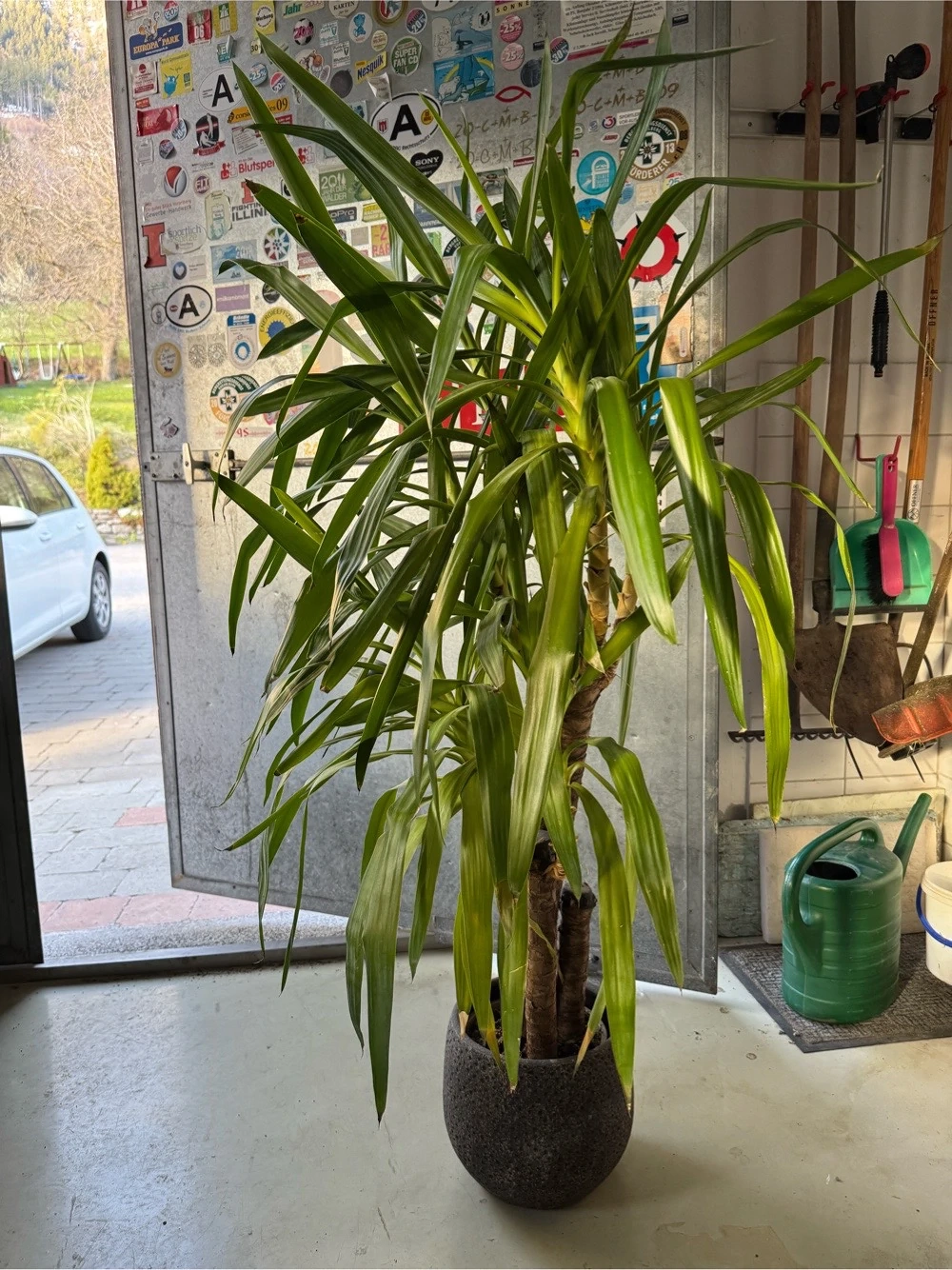 Verschenke Yucca-Palme