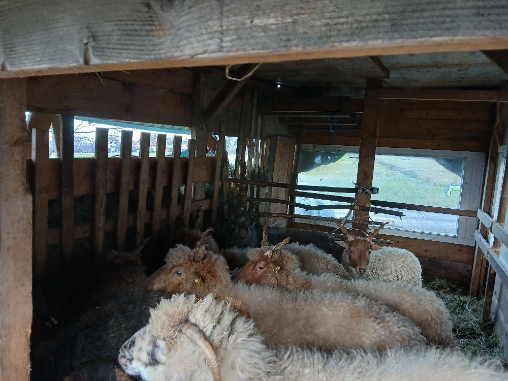 Zackelschafe zu vergeben