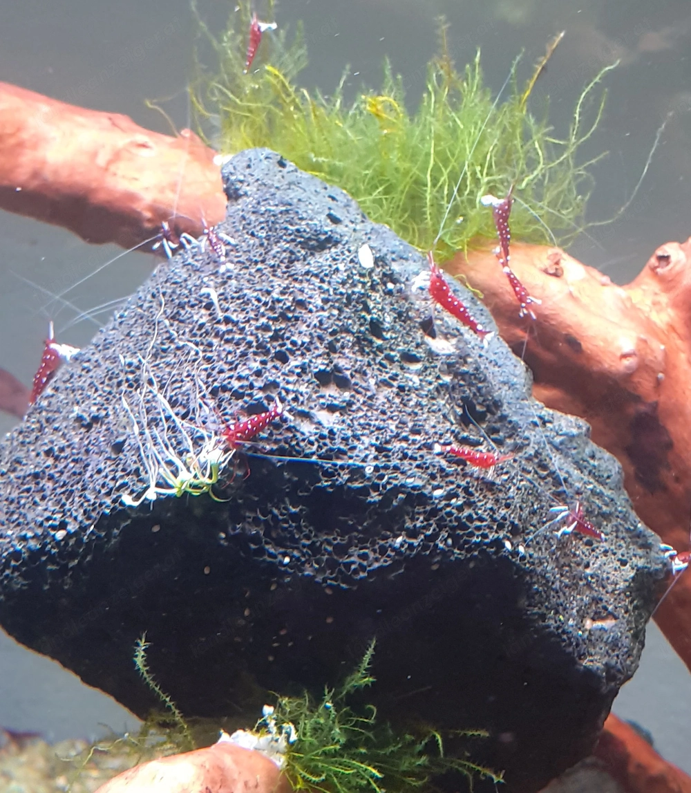 Kardinals garnelen fürs aquarium 