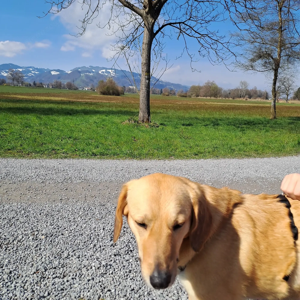 Hundebetreuung gesucht!