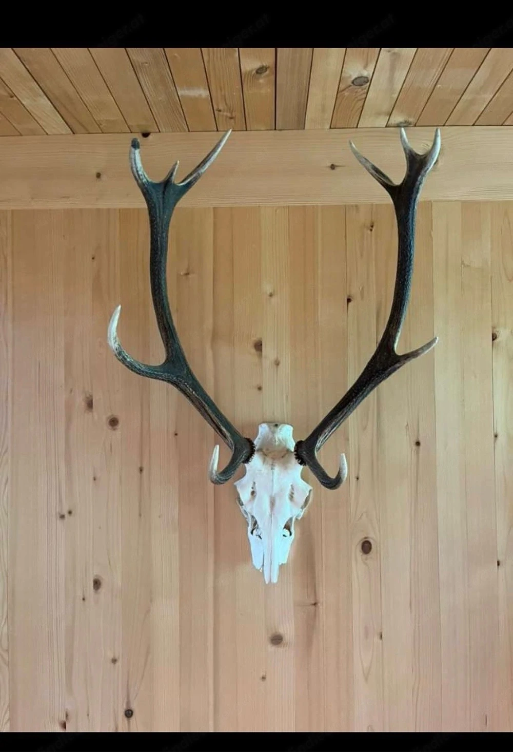 Hirschgeweih Bregenzerwald 