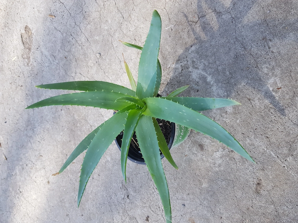 Heilende Aloevera Pflanze 