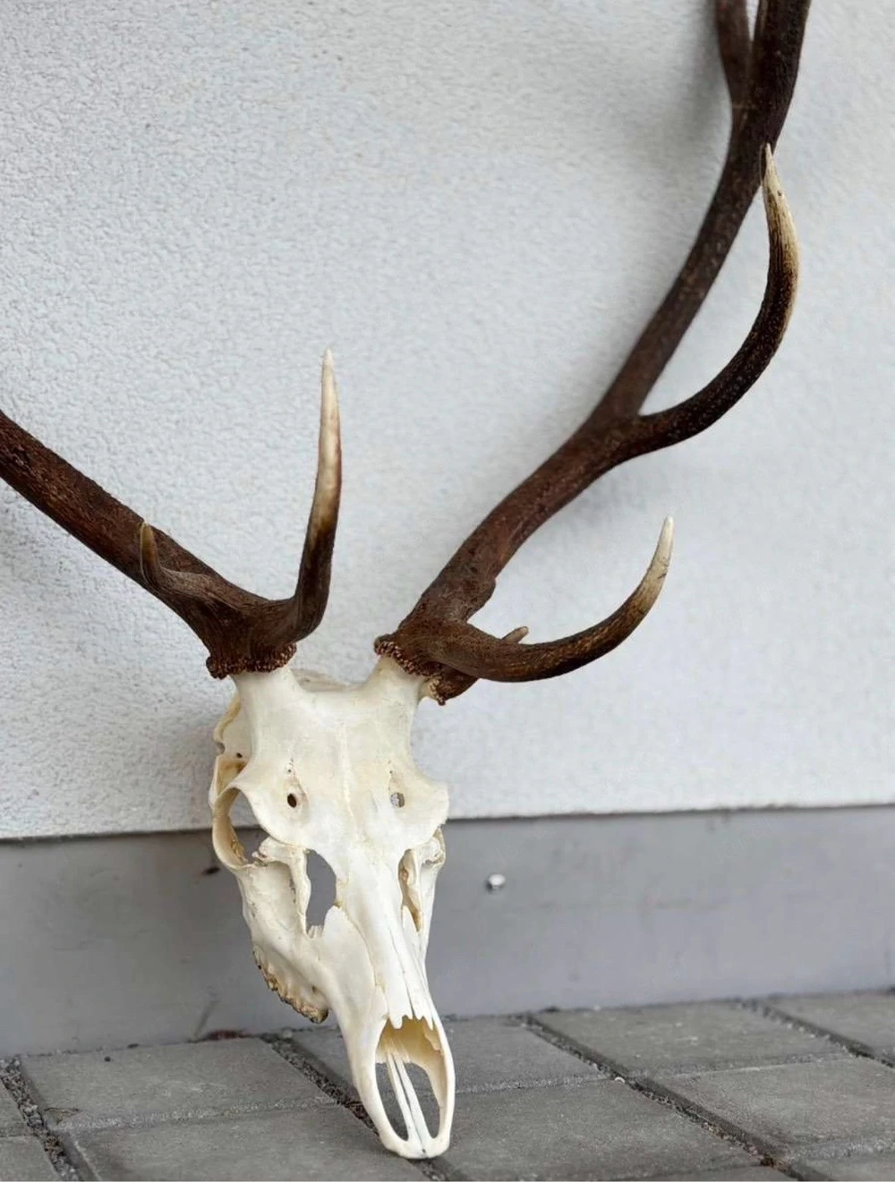 Eindrucksvolles Rothirsch-Geweih mit Schädel - 11 Ender - 110 cm Spannweite