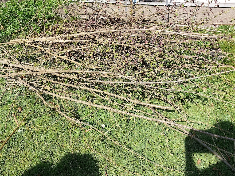 Strauchschnitt   Äste für Hochbeet-Füllung zu verschenken 