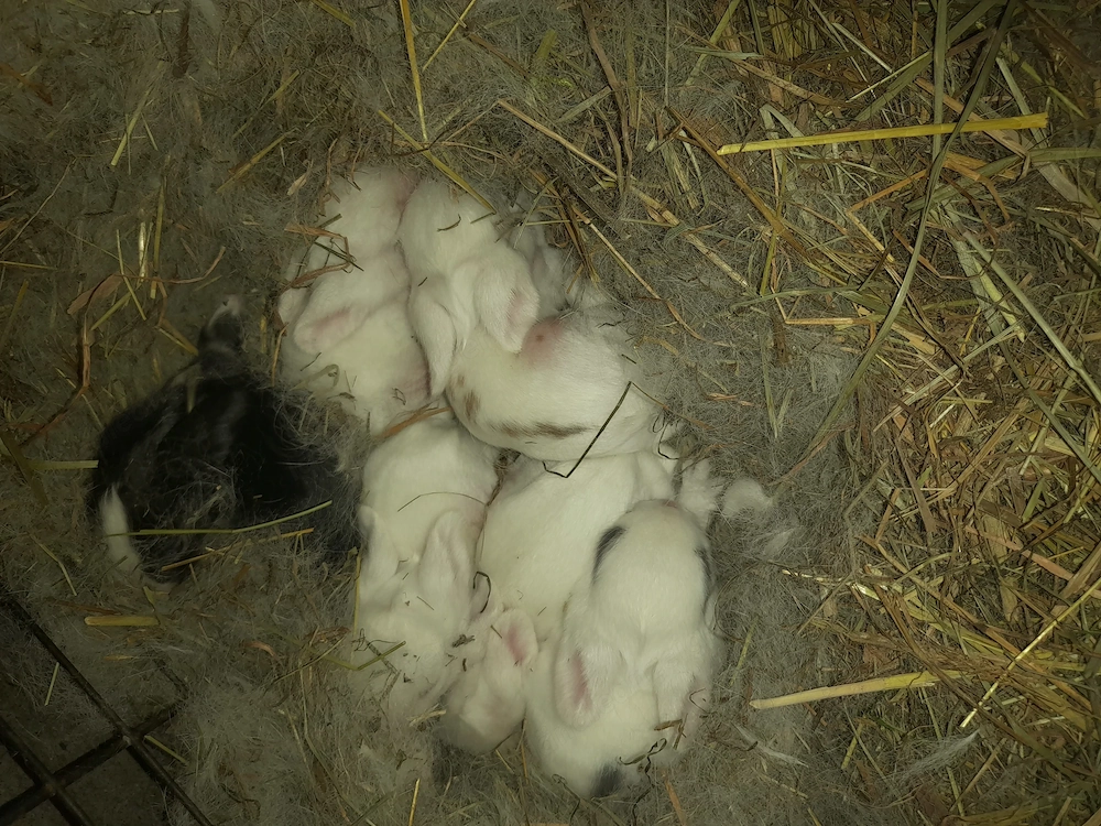 Kanninchen zum verkaufen in zwischenwasser 