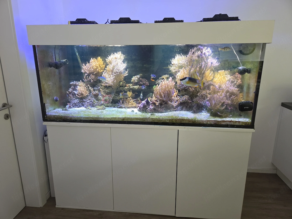 Verschenke Inhalt Salzwasser Aquarium 