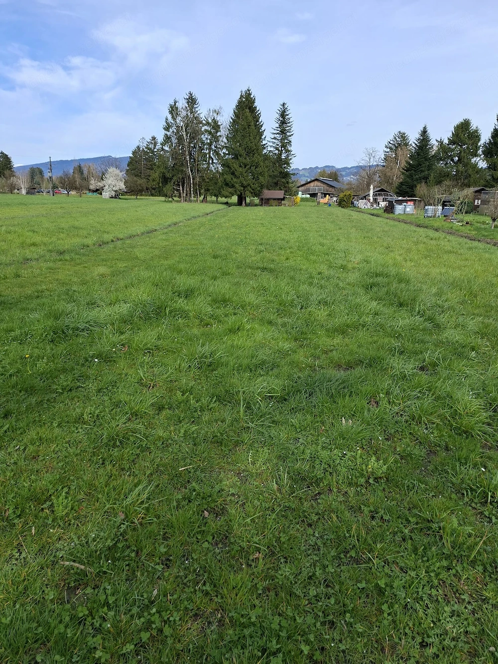 Schönes Riedgrundstück in Lustenau zu verkaufen 