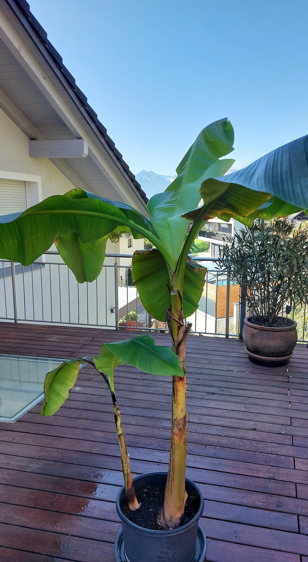 Verkaufe Bananenbaum