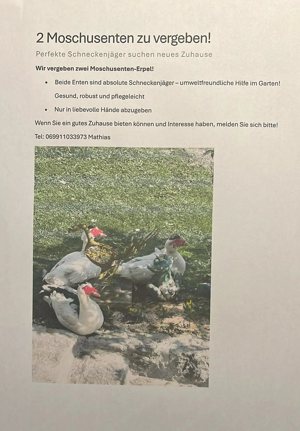 2 Enten   Moschusenten zu vergeben