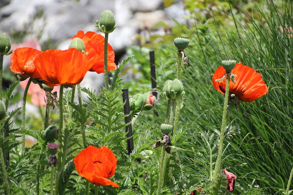 Mein Garten braucht unbedingt Hilfe