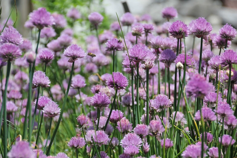 Hobbygärtner aufgepasst - ich suche Hilfe im Garten