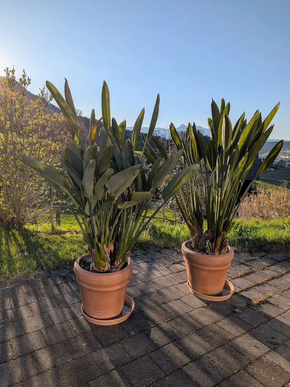 Strelitzien (Papageiblume) - im Topf 