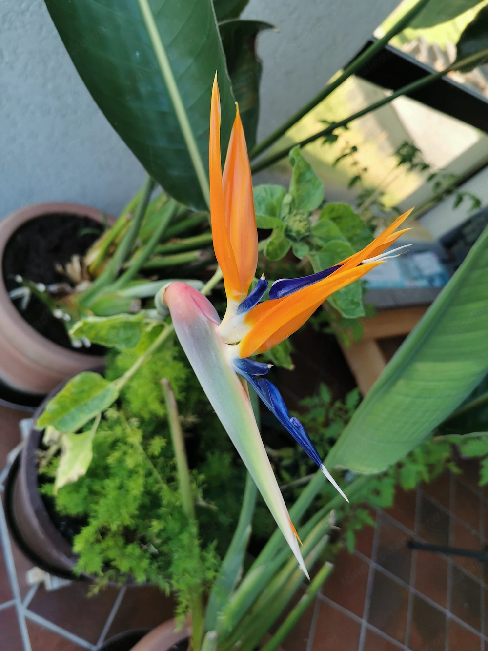 Strelitzien - Papageiblumen im Topf 