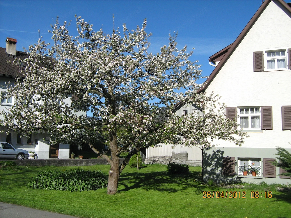 Haus in Lustenau, sehr günstig zu vermieten.