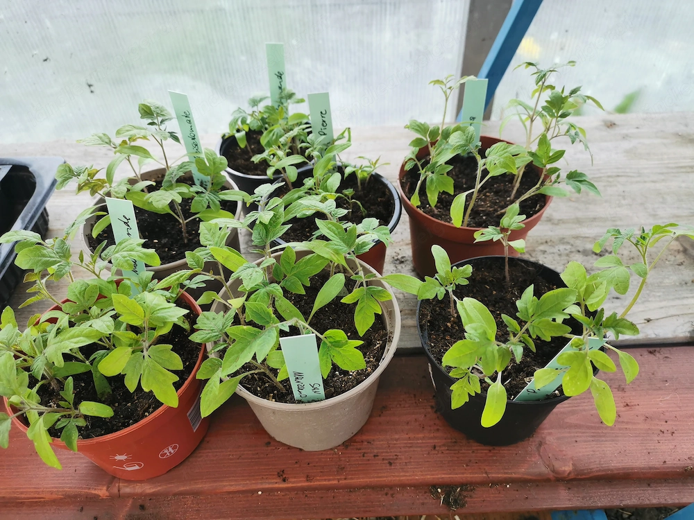 Tomatensetzlinge 