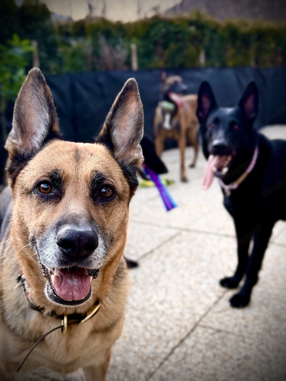 Hunde TAGES Betreuung im Raum Oberland