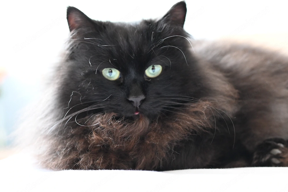 Kater Lenny vermisst in Rankweil