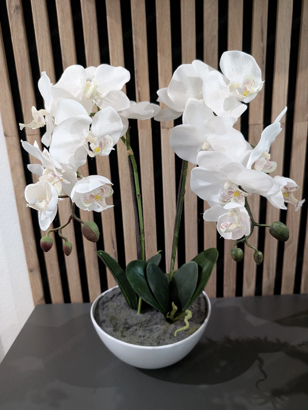 Orchidee weiß