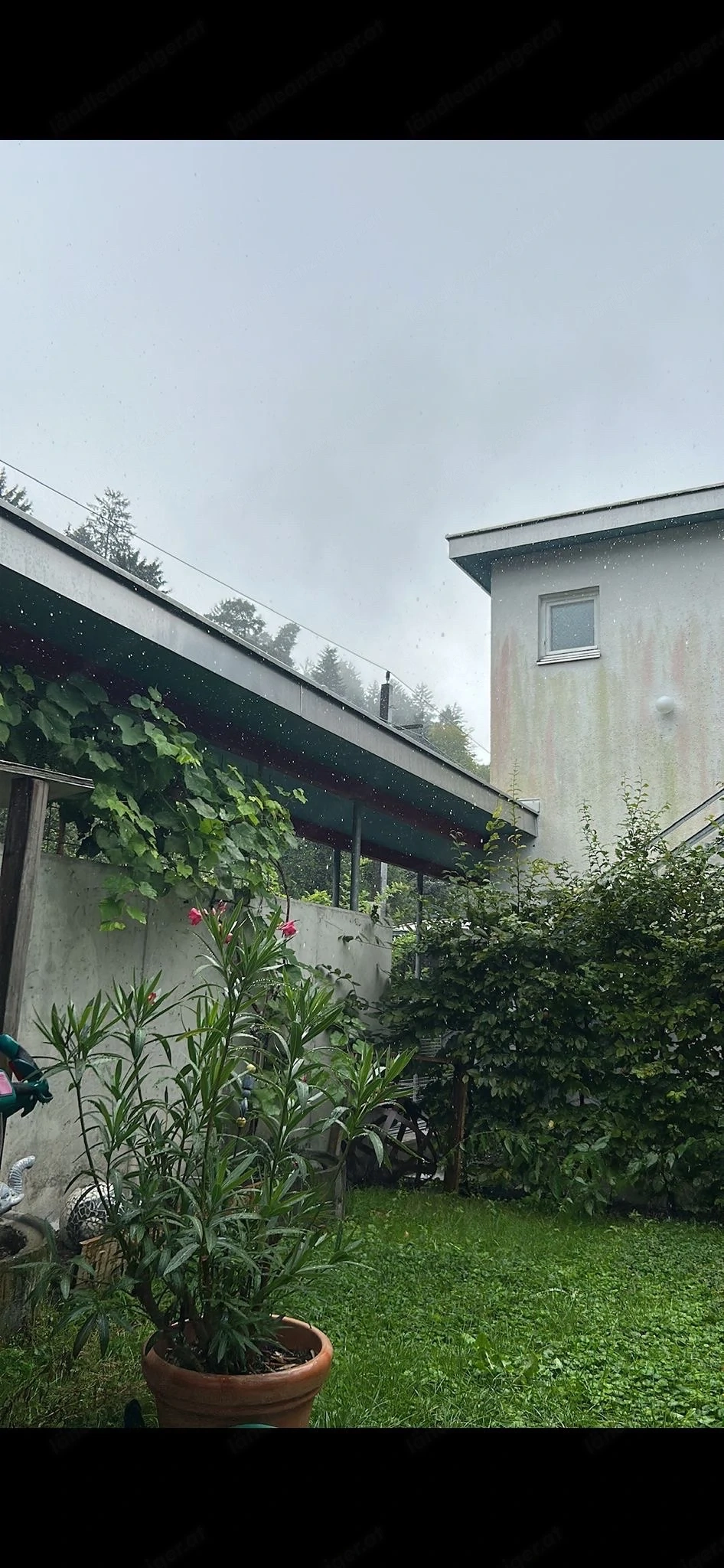 Hecke, Gebäusch, Sichtschutz, Pflanzen