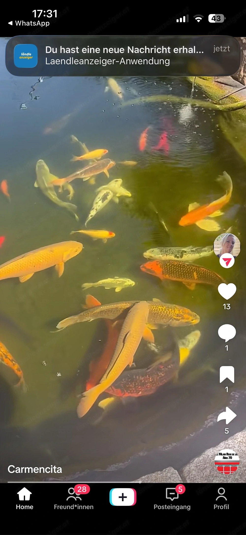 Koi Fisch zuverkaufe