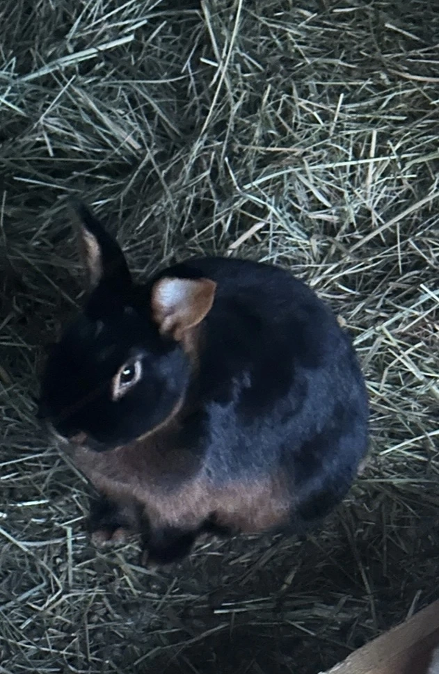 Zwergkaninchen 