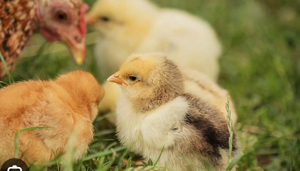 Suchen Hühner Küken 