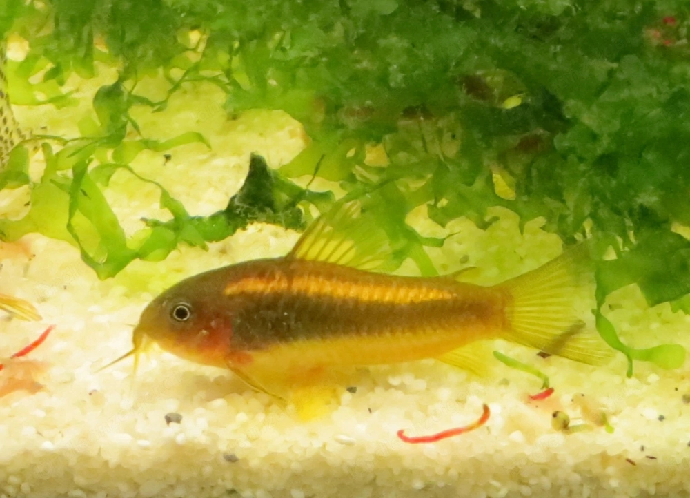 Welse Panzerwelse Peru Gold-strip CW10 