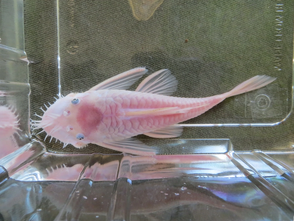 Welse  Weisser Antennenwels