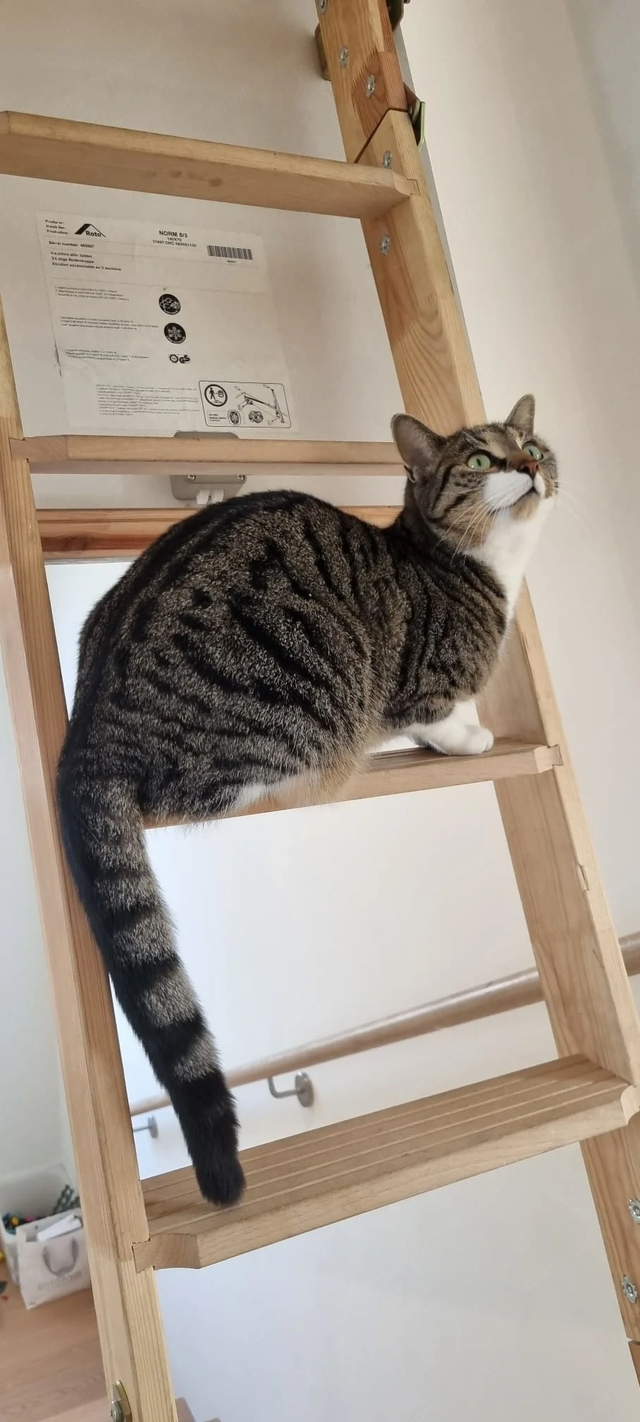 Katze Ponti wird in Rankweil, Habsburgerstrasse vermisst