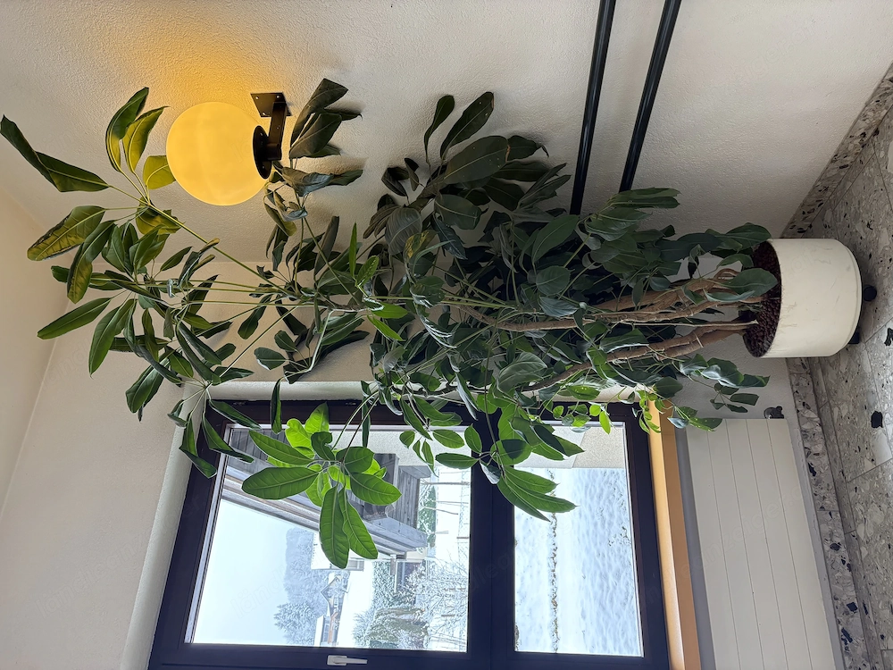 2 schöne, große Hydrokultur-Zimmerpflanzen