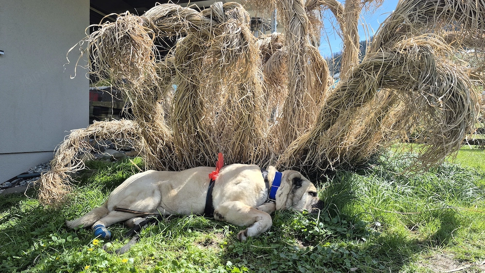 Hund Django braucht dringend Medizin