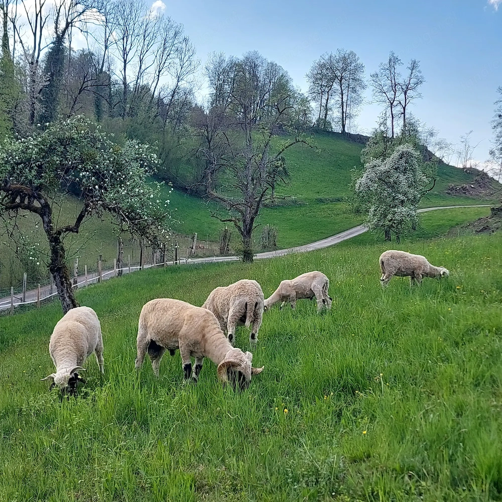 Suche landwirtschaftliches Grundstück in Nenzing und Umgebung zu pachten.
