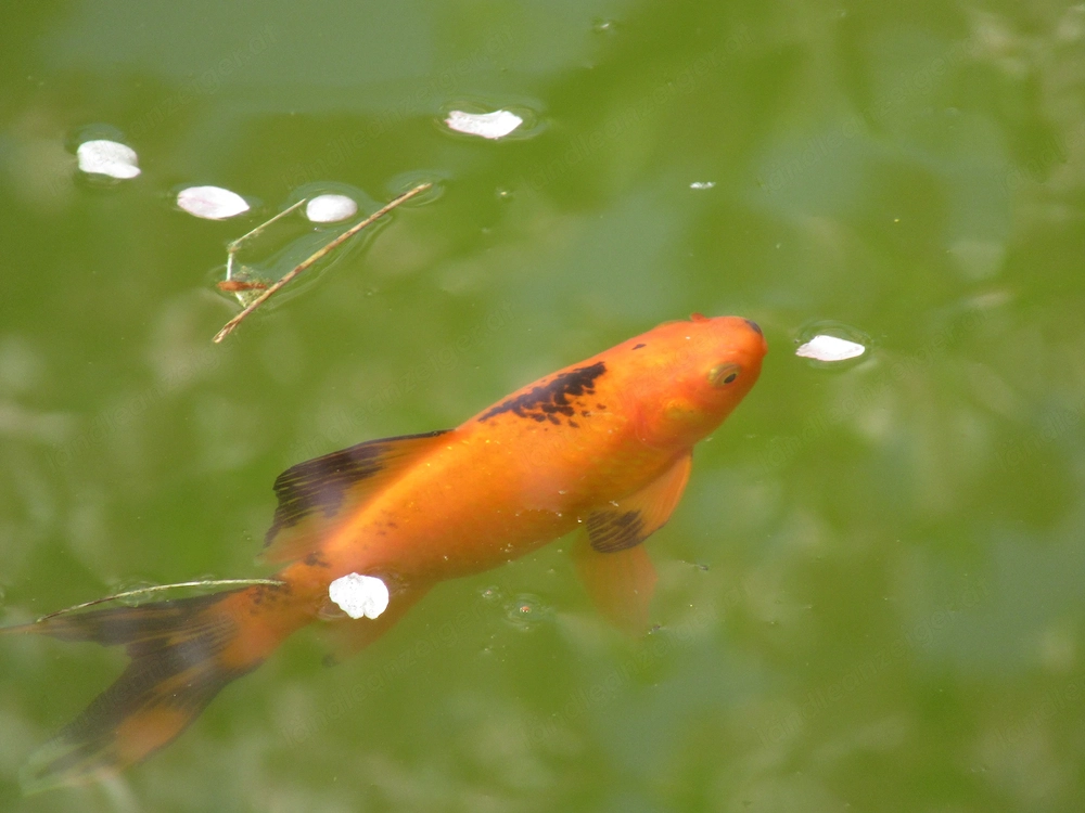 Goldfische und Koifische zu verkaufen 