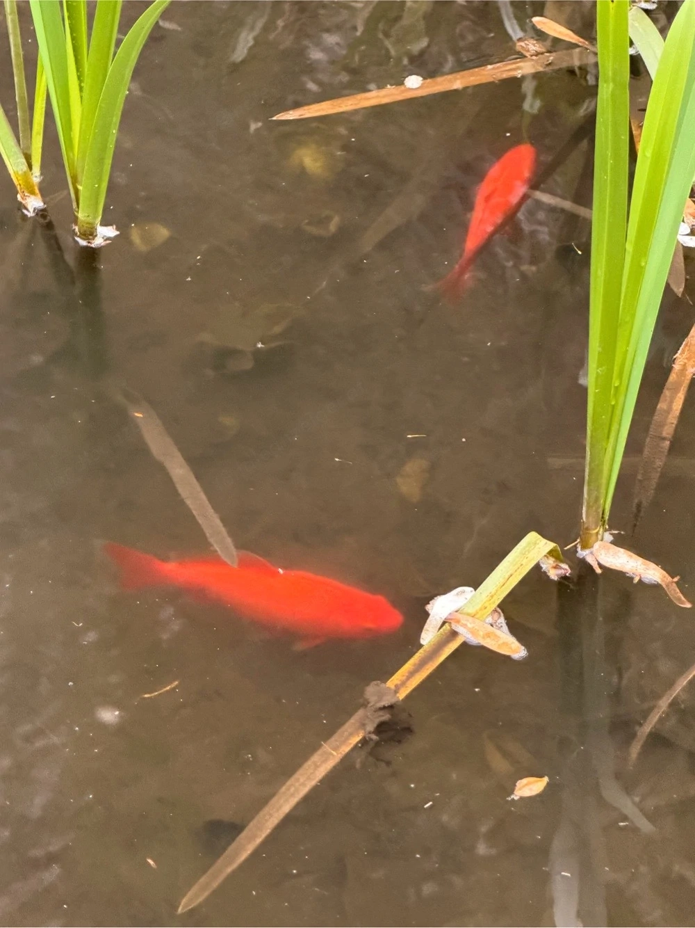 2 Goldfische zu verschenken in Zwischenwasser