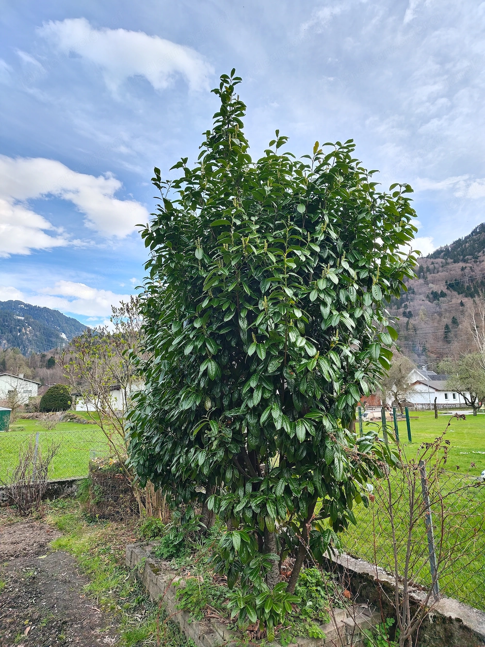 Kirschlorbeer zu verschenken