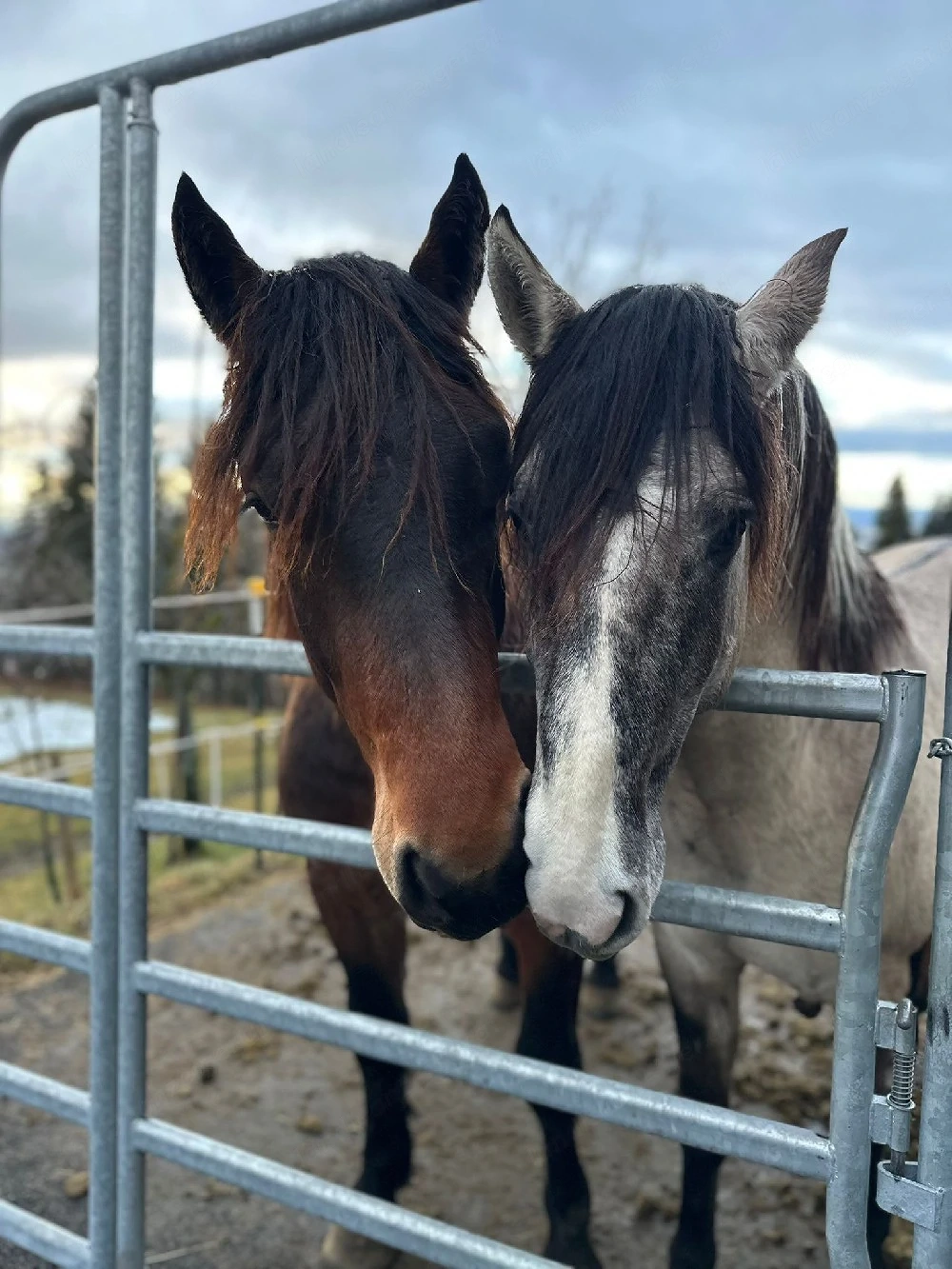 Offenstall Einstellplatz Hengst Wallach Absetzer