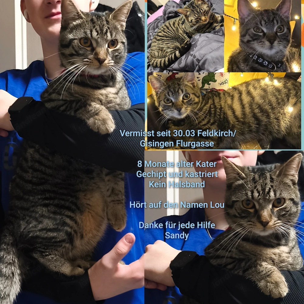 Kater Lou vermisst