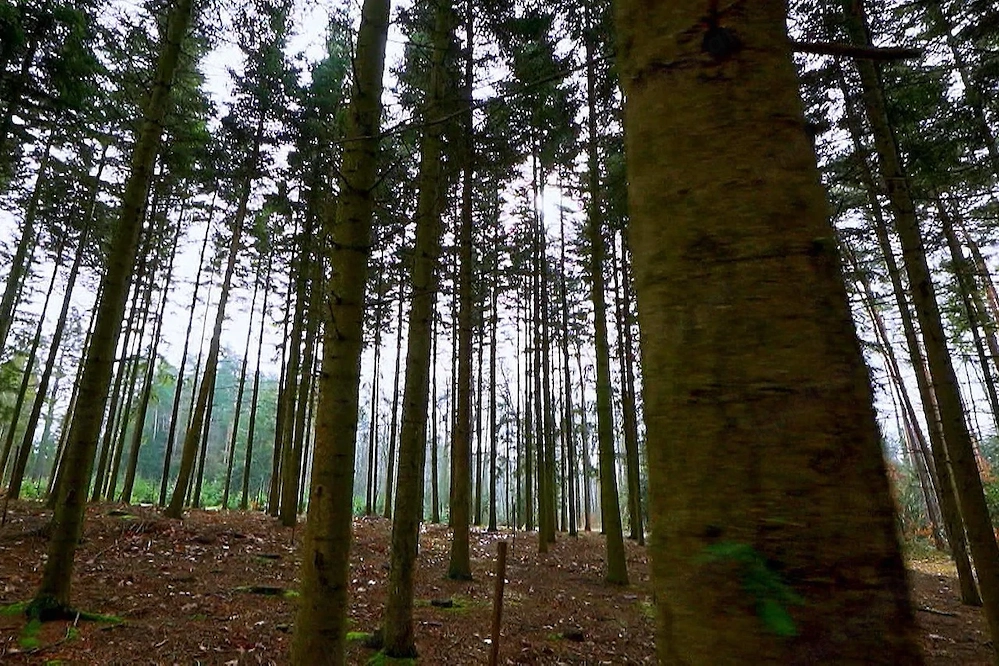 Suche Wald zum Ankauf in Dornbirn und Umgebung